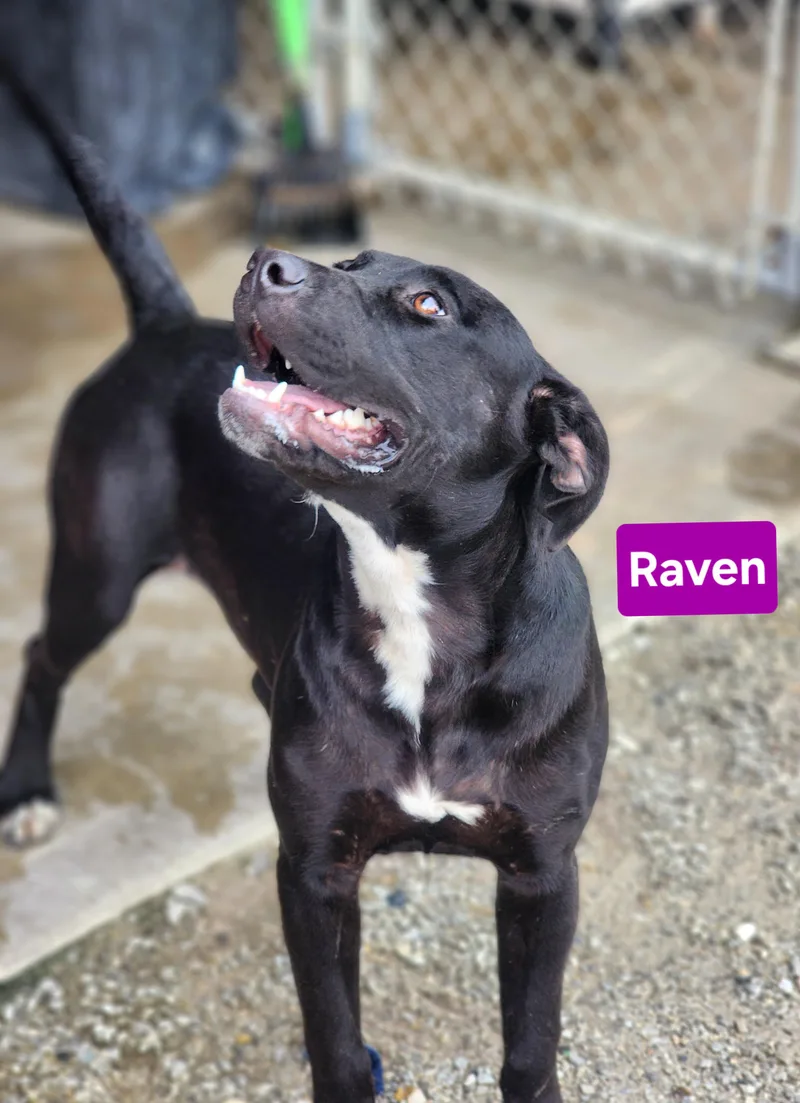 Raven thumbnail 3