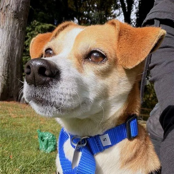 A senior small-sized male White / Cream Terrier dog named Sebastian for adoption in Woodinville, WA