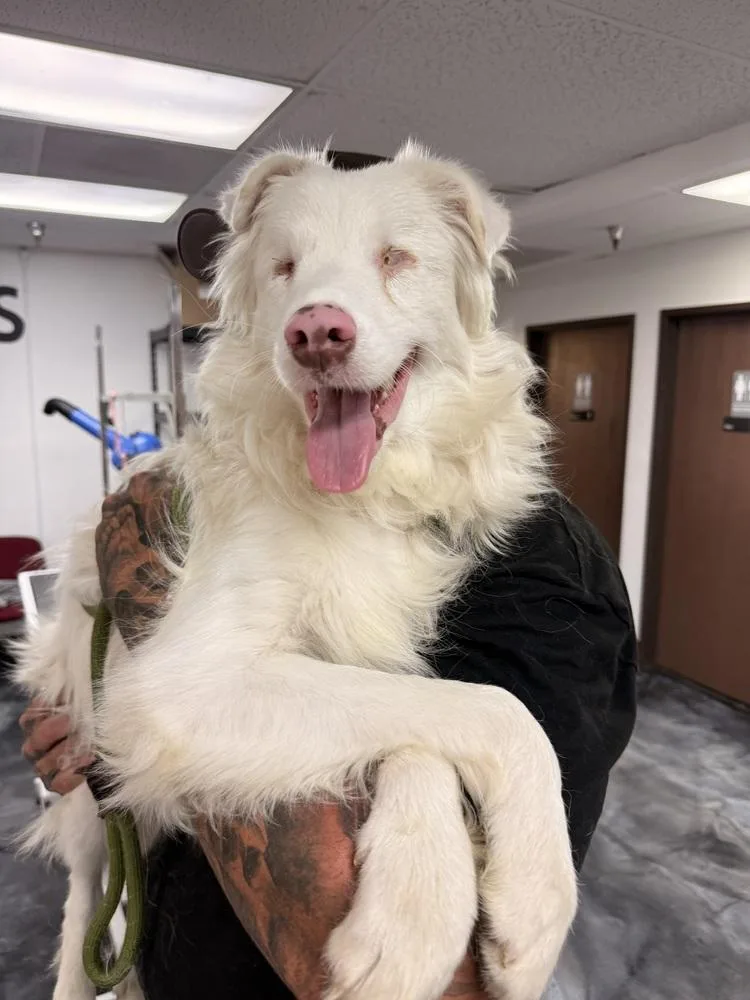 A young medium-sized male White / Cream Australian Shepherd dog named Gravy for adoption in ventura, CA
