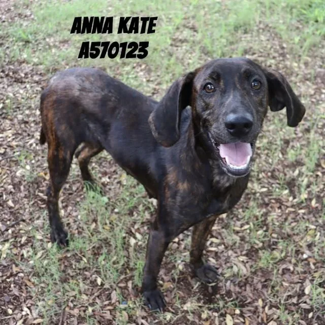 A young medium-sized female Plott Hound dog named Anna Kate for adoption in Huntsville, AL