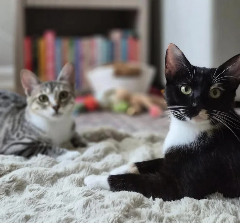 Poppy & Blossom thumbnail 6