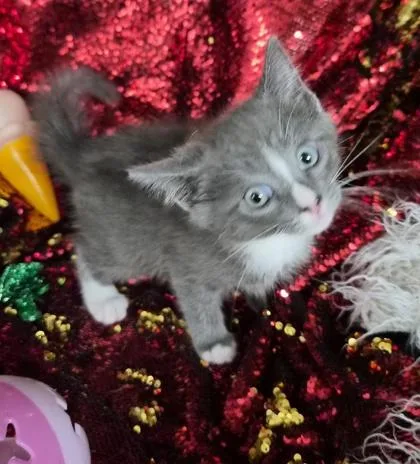 Merlin