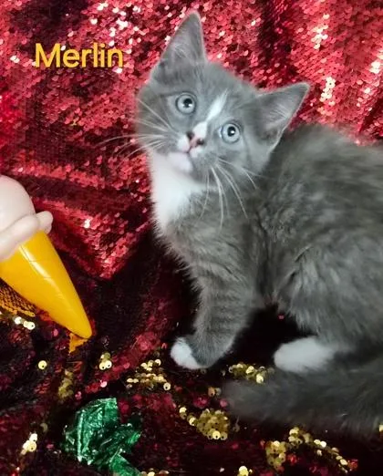Merlin thumbnail 2