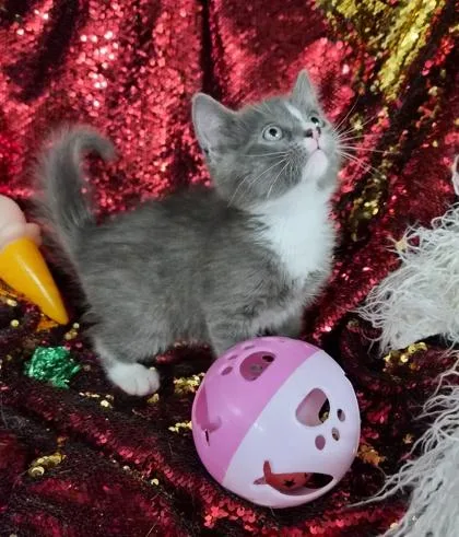 Merlin thumbnail 3