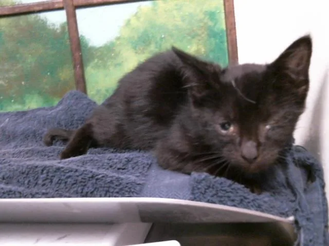 A baby small-sized male Domestic Short Hair cat named Simon for adoption in Houston, TX