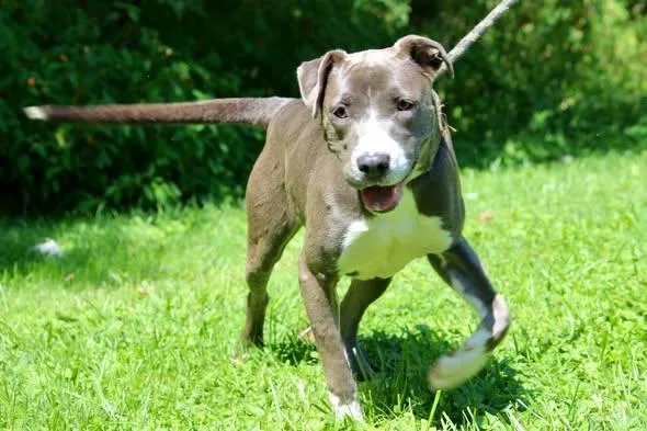 A young medium-sized female Gray / Blue / Silver Mixed Breed dog named Luna for adoption in Brazil, IN