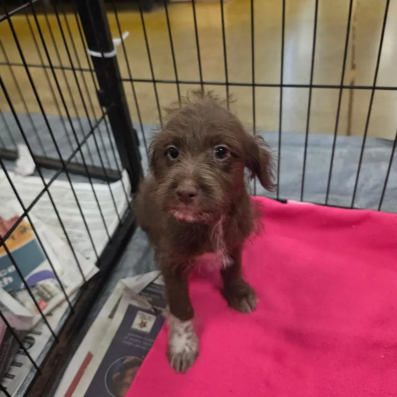 A baby small-sized male Brown / Chocolate Chihuahua dog named Turbo FJ for adoption in Austin, TX
