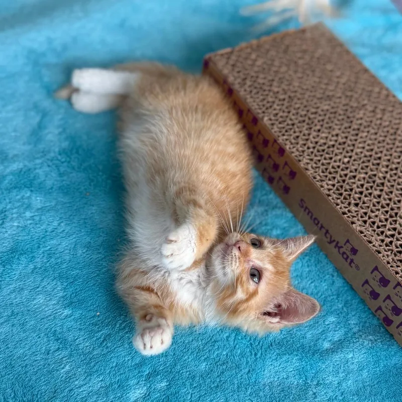A baby small-sized female Orange / Red Domestic Short Hair cat named Tinker Bell for adoption in Evanston, IL
