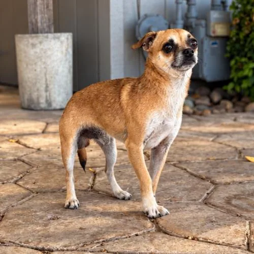 A young small-sized male Brown / Chocolate Chihuahua dog named Big Mac for adoption in Lathrop, CA