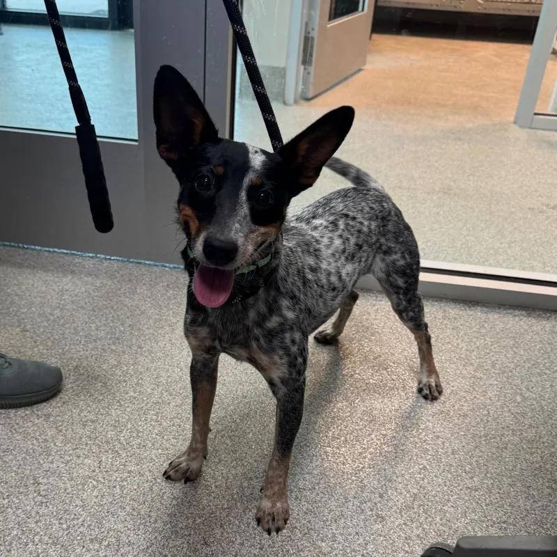 A young medium-sized female Black Australian Cattle Dog / Blue Heeler dog named Dottie for adoption in Englewood, FL