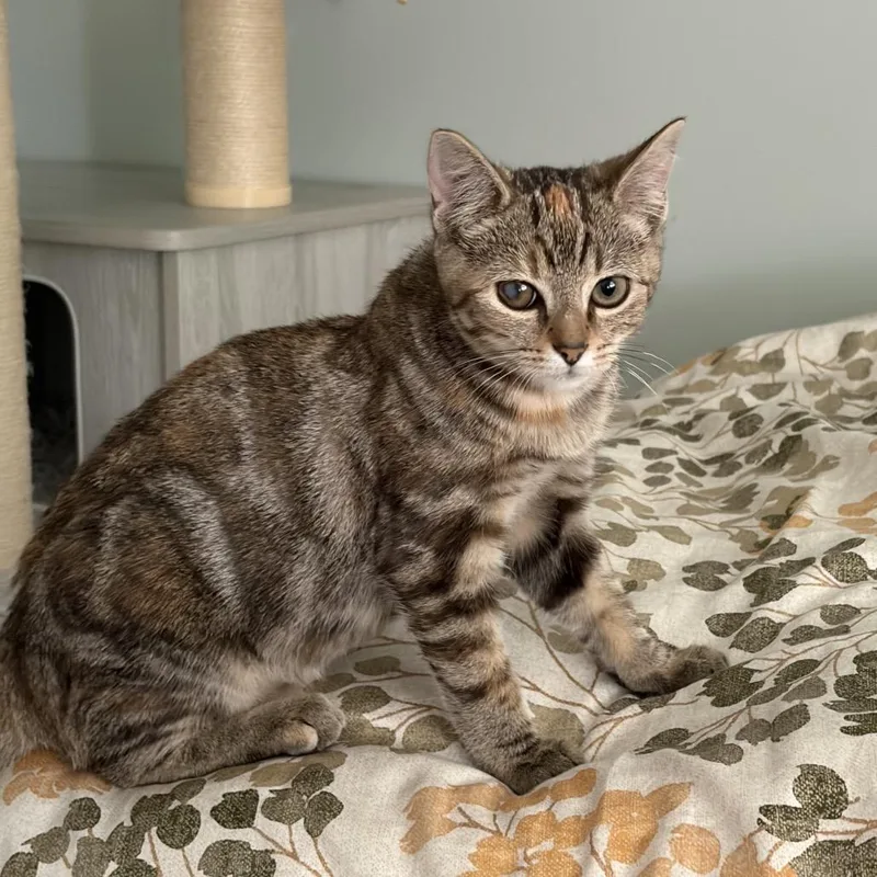 A young small-sized female Torbie Domestic Short Hair cat named Rosie for adoption in Lexington, KY