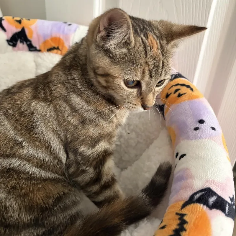 Rosie thumbnail 2