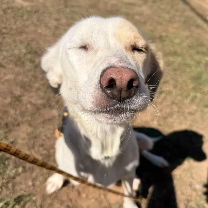 An adult small-sized female Yellow / Tan / Blond / Fawn Mixed Breed dog named Cookie for adoption in Columbia, SC
