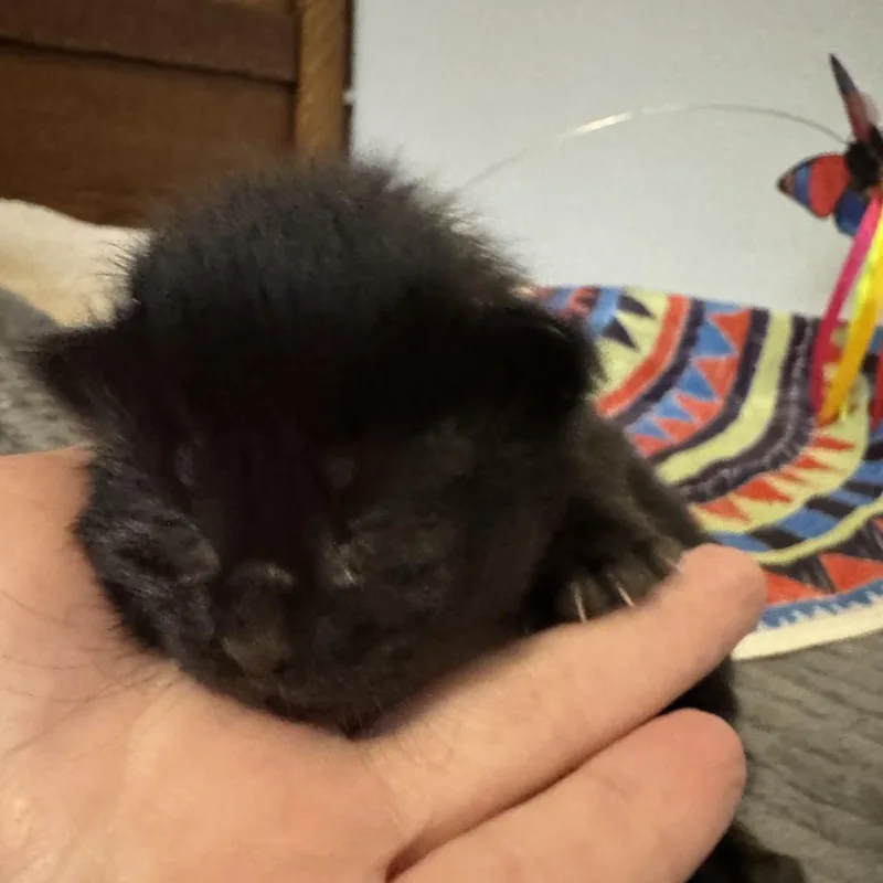 A baby small-sized female Black American Shorthair cat named Lenore for adoption in Freeport, FL