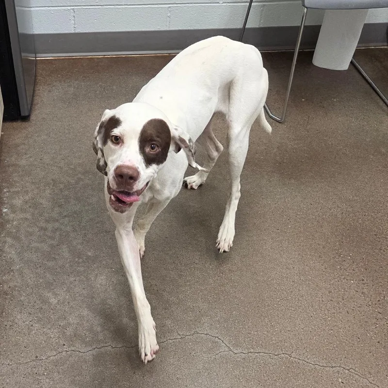 An adult medium-sized male White / Cream Mixed Breed dog named Petey for adoption in Chattanooga, TN