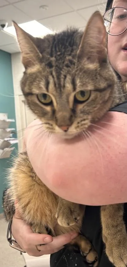 A young medium-sized male Domestic Short Hair cat named Simon for adoption in Fishers, IN