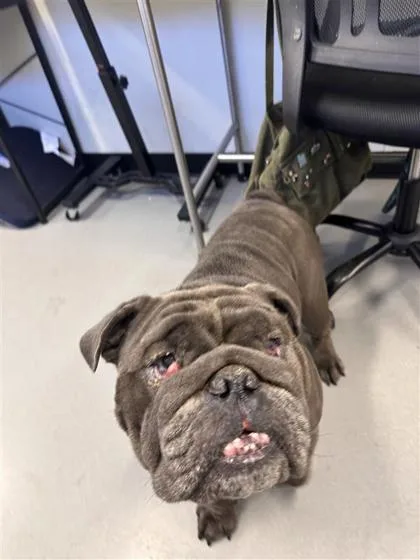 An adult large-sized male American Bulldog dog named Smokey for adoption in West Chester, PA