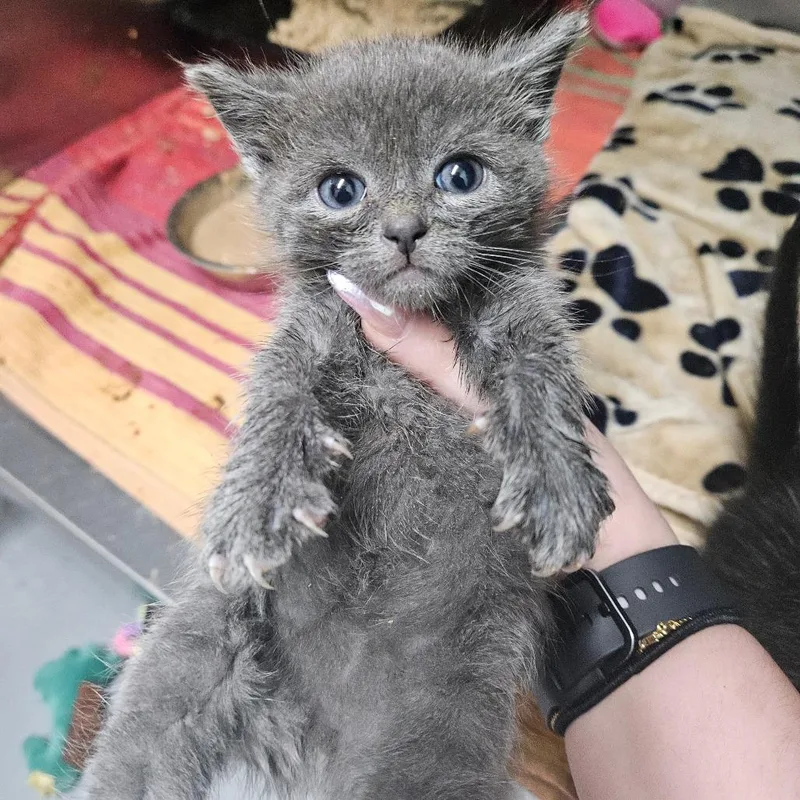 A baby small-sized male Gray / Blue / Silver Domestic Short Hair cat named Oliver for adoption in Pasadena , MD