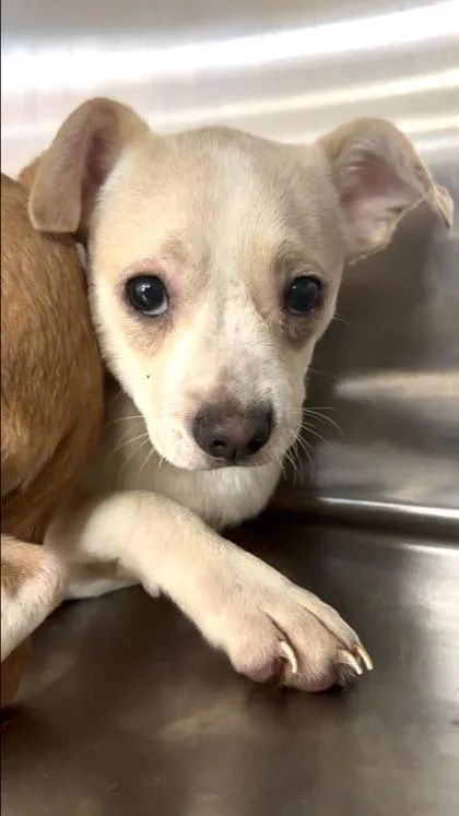 A baby small-sized male Terrier dog named Penelope for adoption in New Orleans, LA