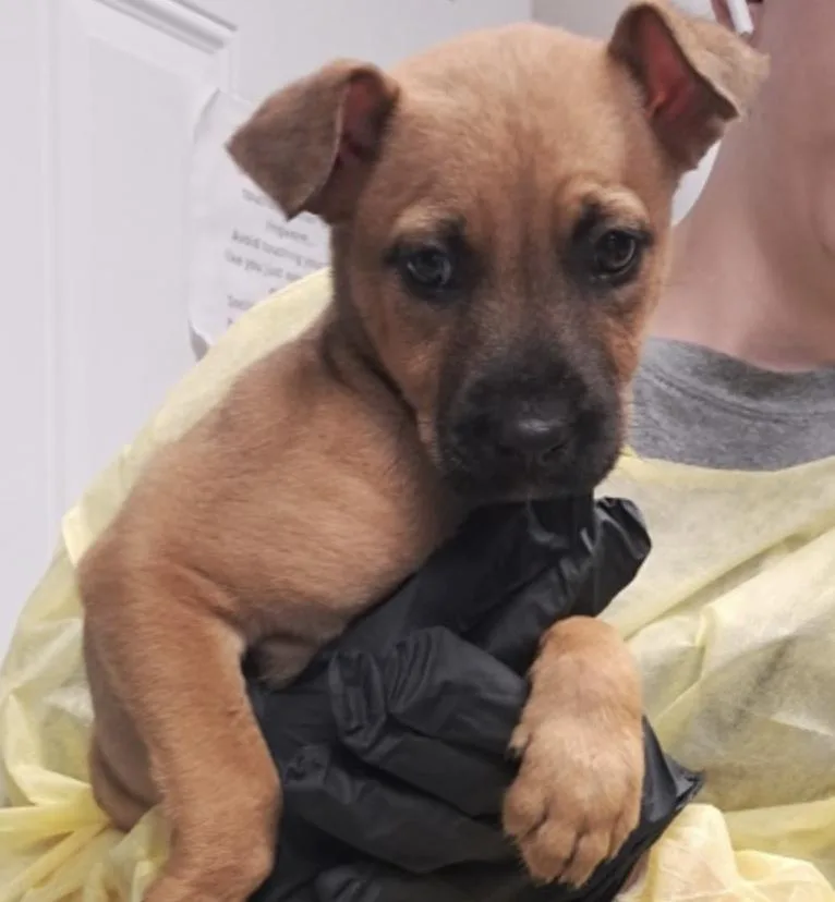 A baby medium-sized female Golden Terrier dog named Phoebe for adoption in Hollister, MO