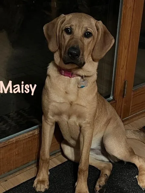 A young large-sized female Golden Hound dog named Maisy for adoption in Elburn, IL