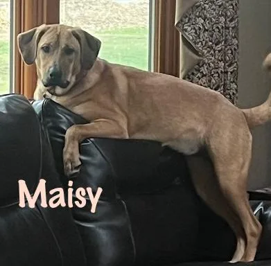 Maisy thumbnail 4