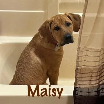 Maisy thumbnail 5