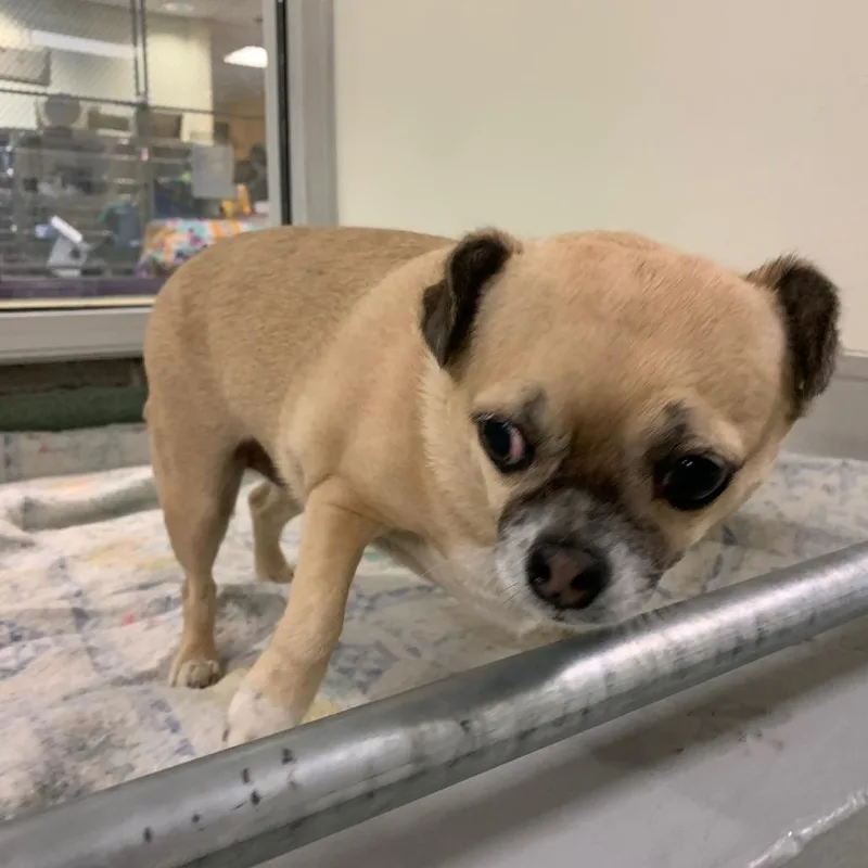 A senior small-sized female Yellow / Tan / Blond / Fawn Pug dog named Rowdy for adoption in Charlottesville, VA