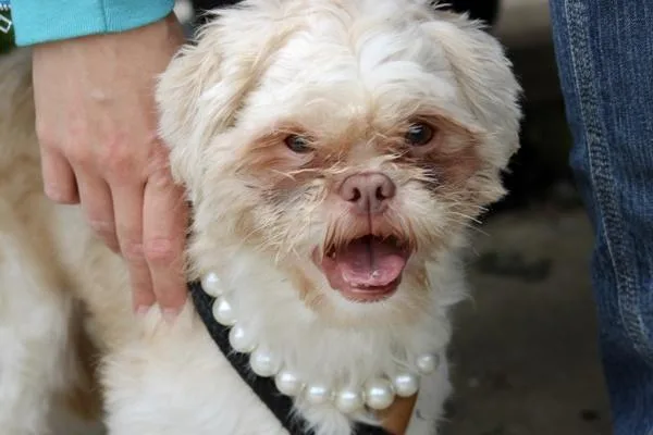 An adult small-sized male Mixed Breed dog named Roary for adoption in Staten Island, NY