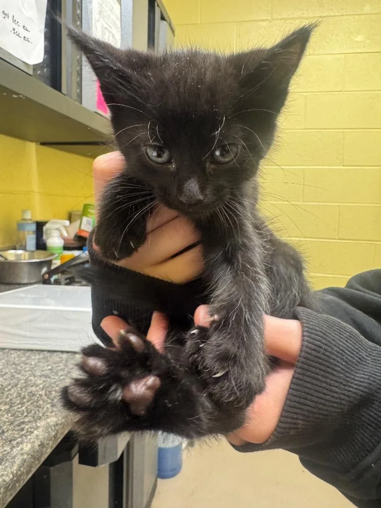 A baby small-sized male Domestic Short Hair cat named Gin for adoption in Crossville, TN