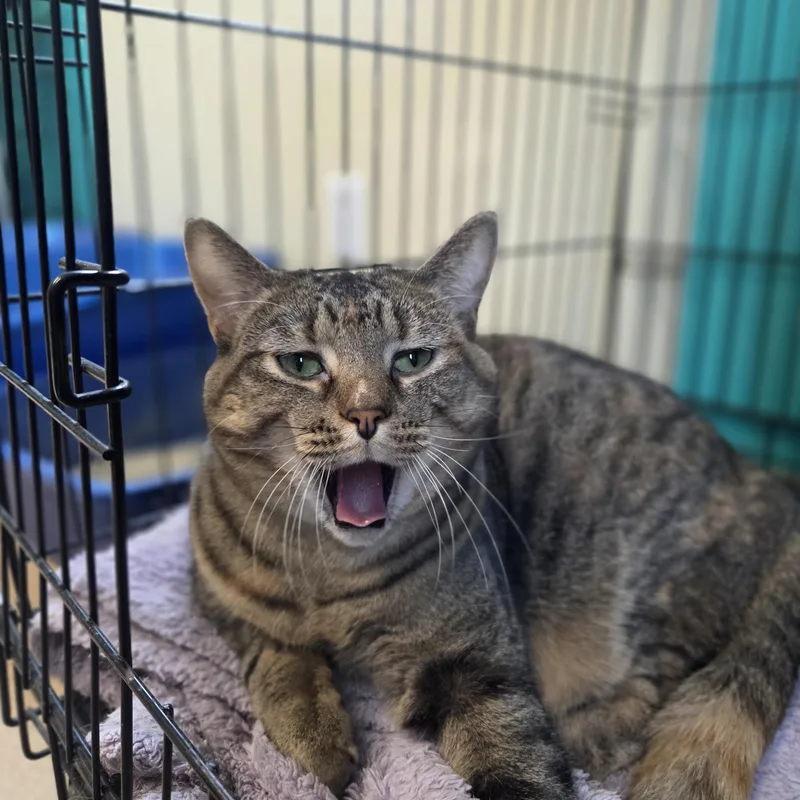 Meringue thumbnail 2