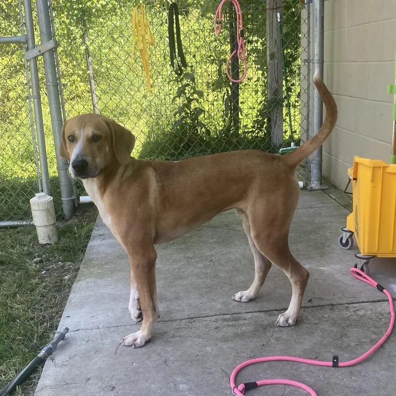 An adult large-sized male Yellow / Tan / Blond / Fawn Mixed Breed dog named Sheriff for adoption in Caryville, TN