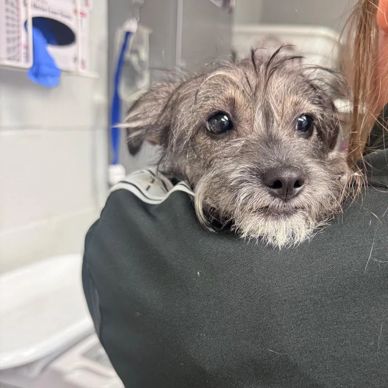 A young small-sized female Brown / Chocolate Terrier dog named Sprout for adoption in Birdsboro, PA