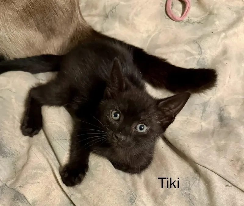 Tiki