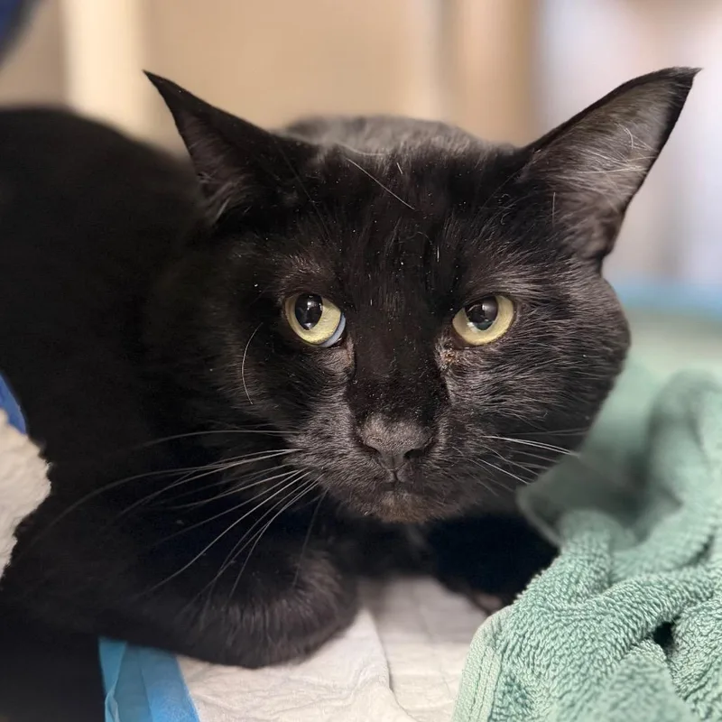 An adult large-sized male Black Bombay cat named Onyx for adoption in Perkiomenville, PA