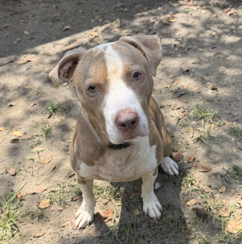 An adult medium-sized male Yellow / Tan / Blond / Fawn Mixed Breed dog named Banjo for adoption in Slidell, LA