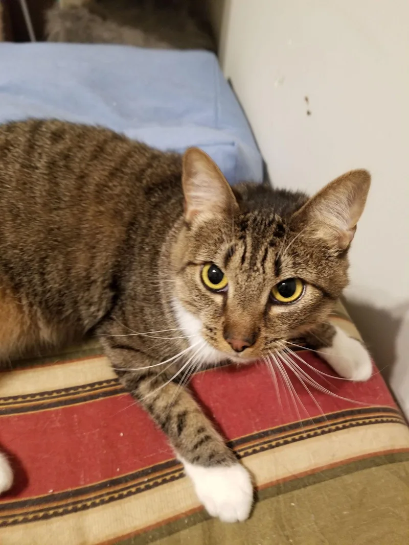 An adult medium-sized male Tabby cat named Stevie for adoption in Buena Park, CA