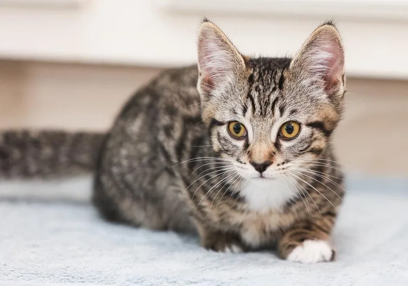 A baby small-sized female Domestic Short Hair cat named Georgia for adoption in Magnolia, TX