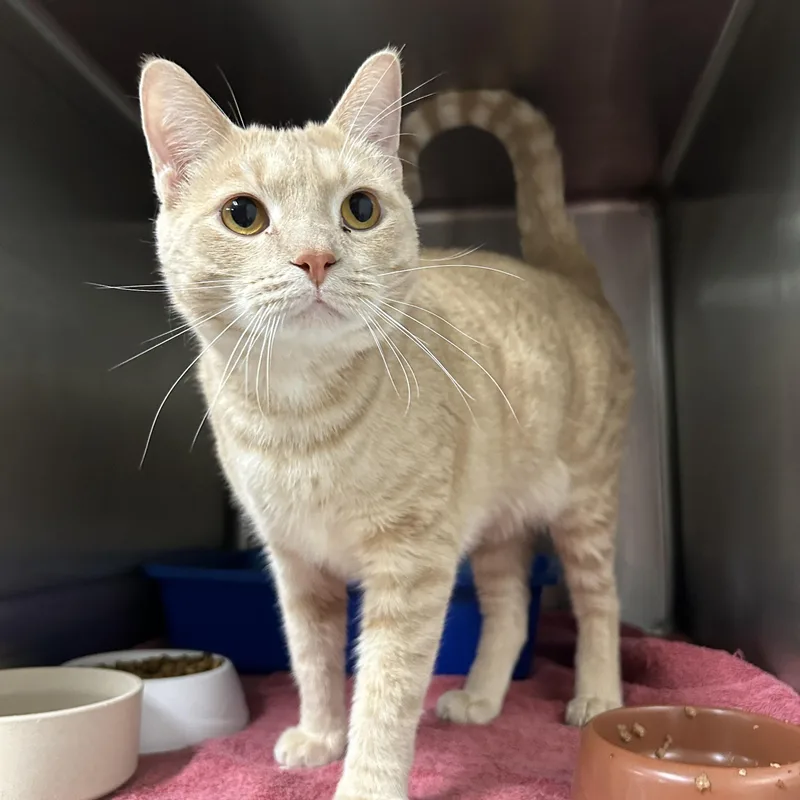 An adult medium-sized female Buff / Tan / Fawn Domestic Short Hair cat named Animal for adoption in La Grange Park, IL