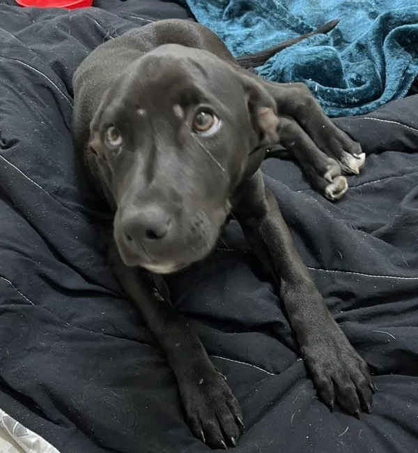 A young medium-sized male Labrador Retriever dog named Arlo for adoption in Morristown, TN