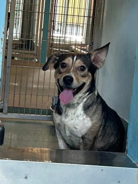 A young medium-sized male Pug dog named Chato for adoption in Baldwin Park, CA