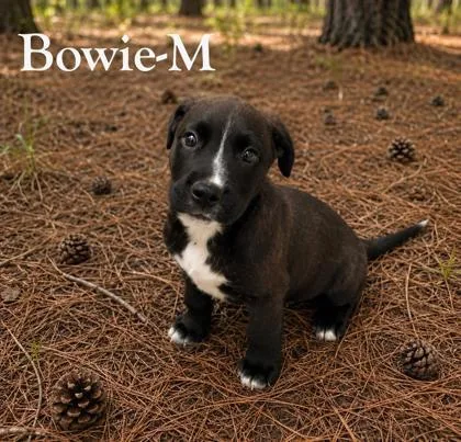 A baby medium-sized male Labrador Retriever dog named Bowie for adoption in Guntersville, AL