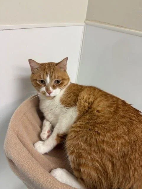 An adult large-sized male Domestic Short Hair cat named Friday for adoption in Iowa City, IA