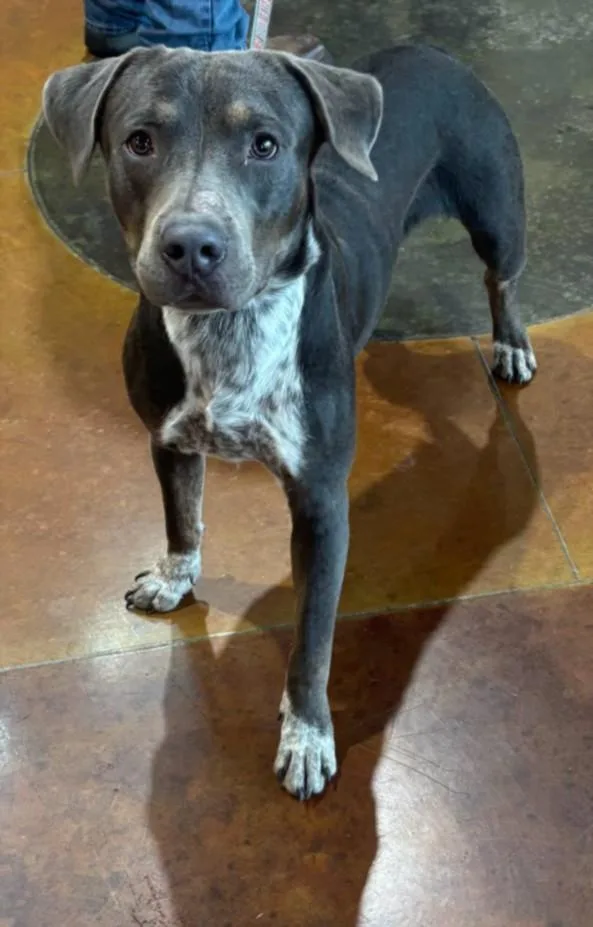 A young medium-sized male Pit Bull Terrier dog named Beowoof for adoption in Texas City, TX