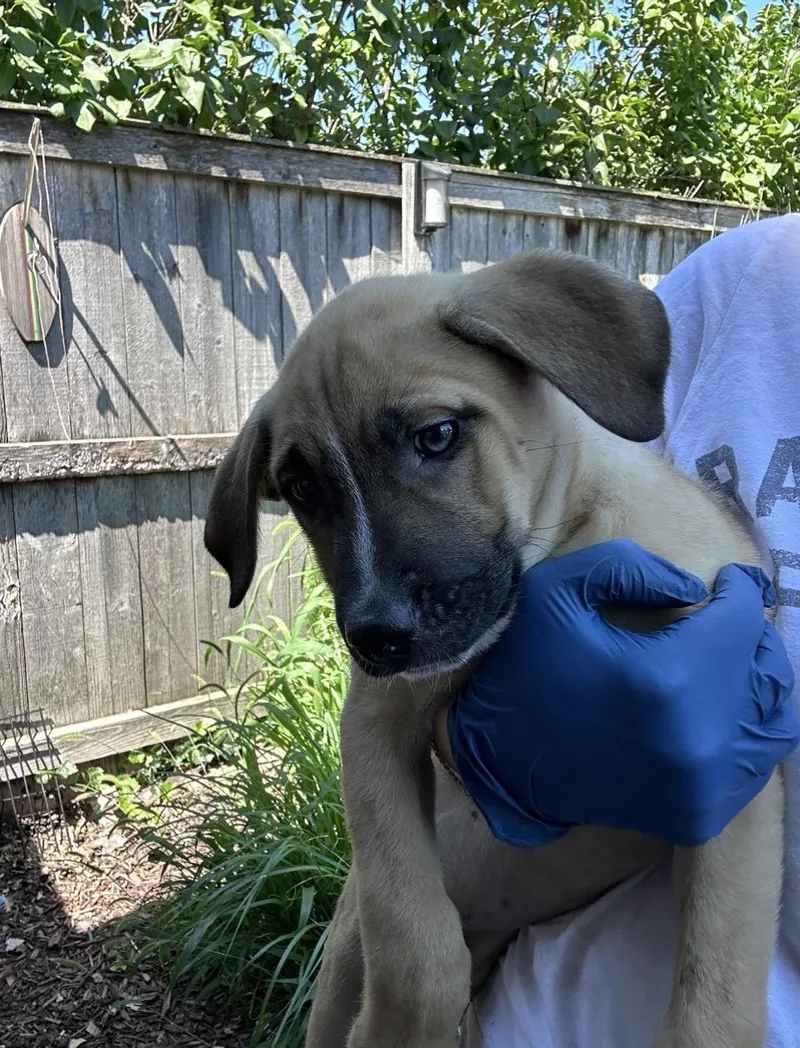 A baby medium-sized female Golden Retriever dog named Hart for adoption in Wonder Lake, IL