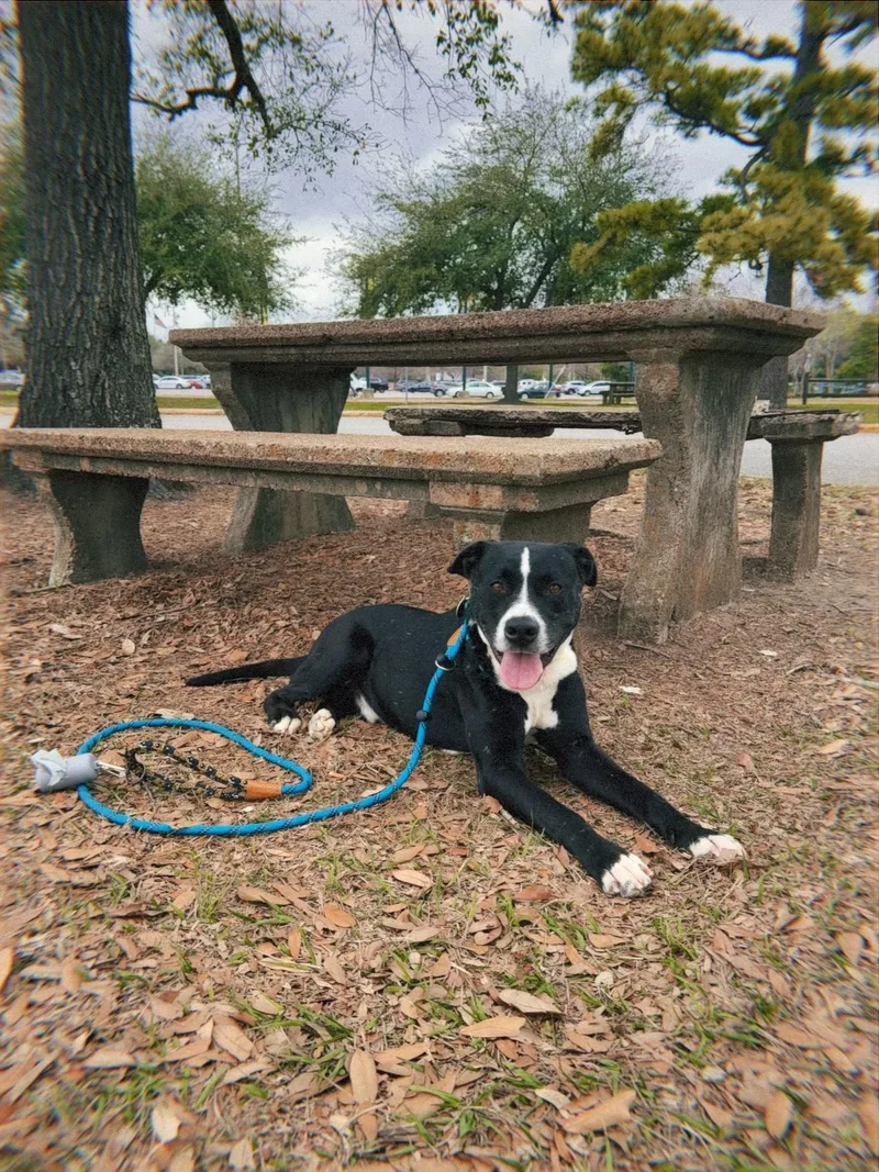 An adult medium-sized male Black American Staffordshire Terrier dog named Sparky for adoption in Houston, TX