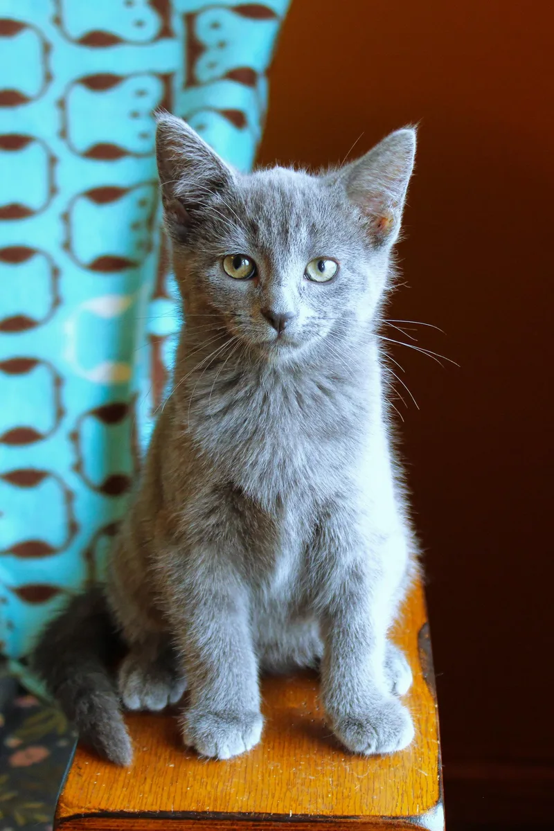 A baby medium-sized female Russian Blue cat named Flint for adoption in Urbana, OH