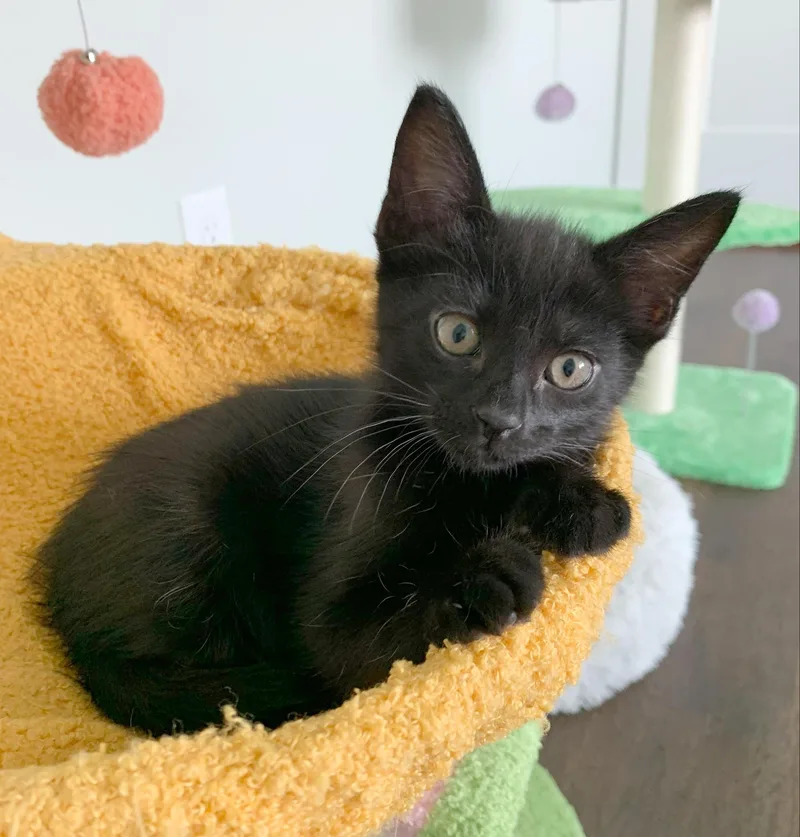 A baby medium-sized male Black Domestic Short Hair cat named Arnold for adoption in Parkville, MO