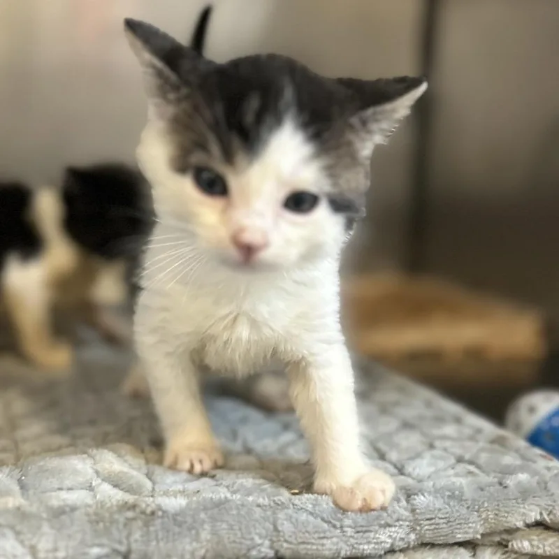 A baby small-sized male White Domestic Short Hair cat named Squirt for adoption in Point Richmond, CA
