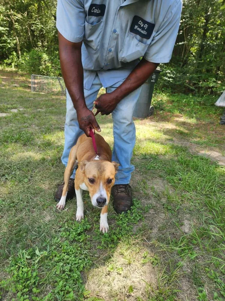 An adult medium-sized male Tricolor (Brown, Black, & White) Pit Bull Terrier dog named Spence 💜 for adoption in Silsbee, TX